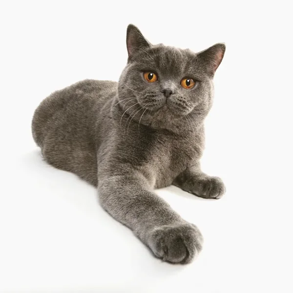 Gella, British Shorthair