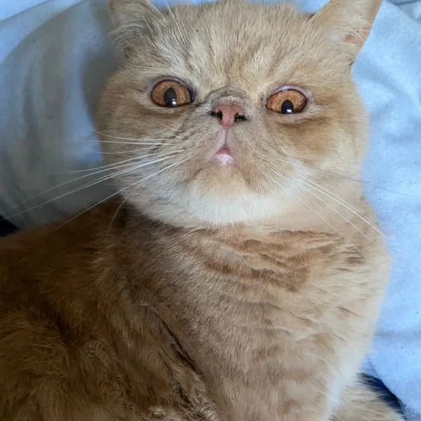 Jamal, Exotic Shorthair