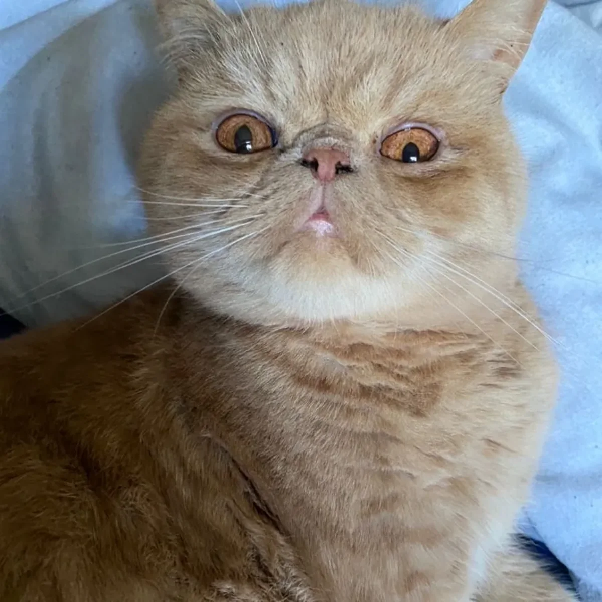 Jamal