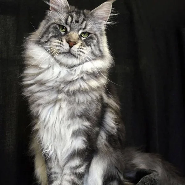 Jonathan, Maine Coon