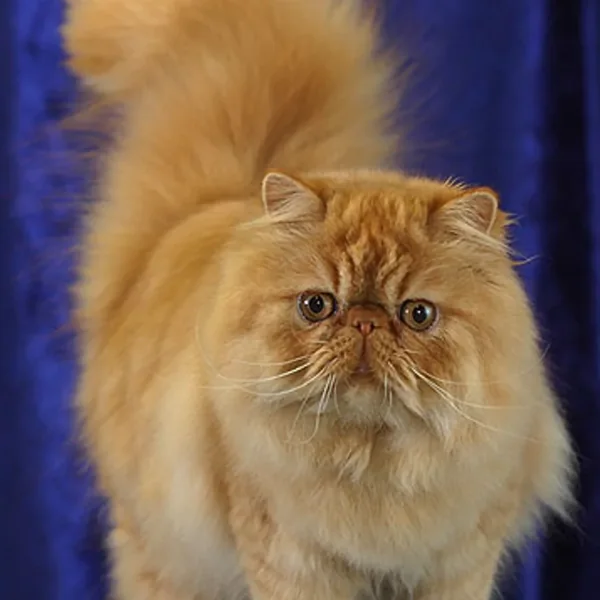 Adam, Persian