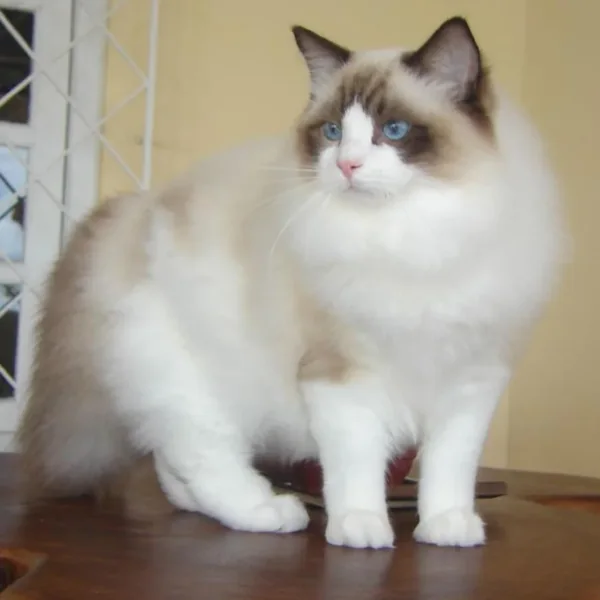 Bershka, Ragdoll