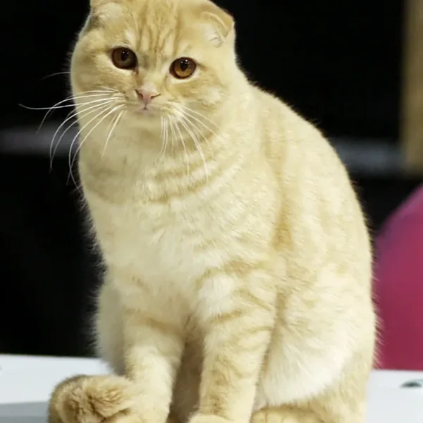 Jonathan, Scottish Fold