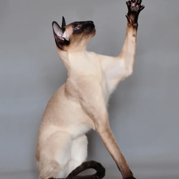 Reya, Siamese / Oriental